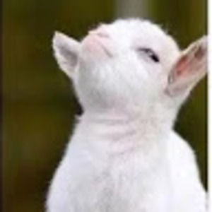 Meet your Posher, Thende